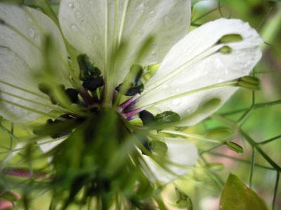 Jardin des Cordeliers