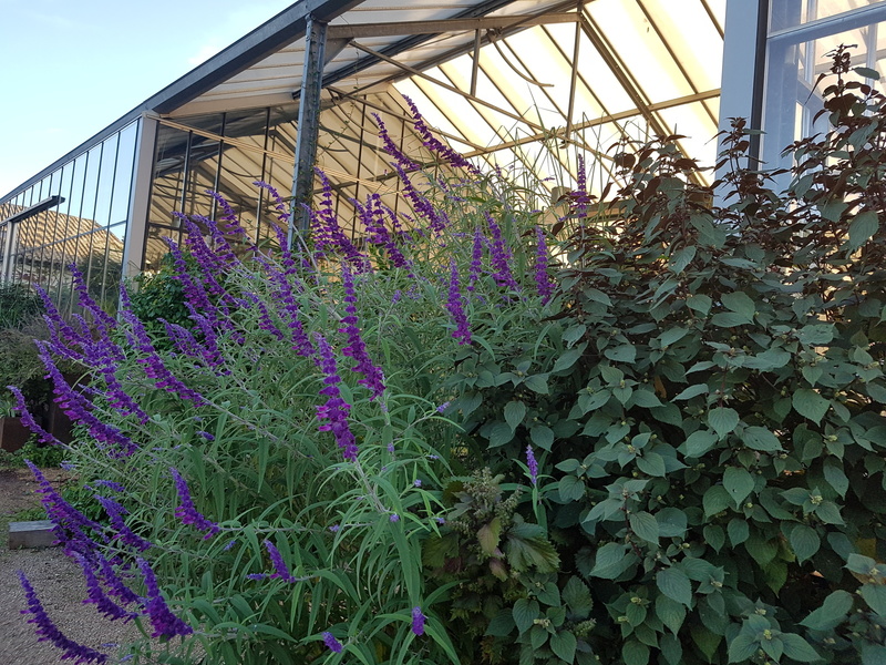 LES JARDINS DU MUSÉE INTERNATIONAL DE LA PARFUMERIE