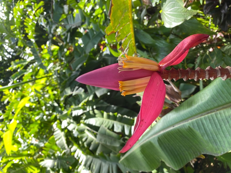 JARDIN DE VALOMBREUSE