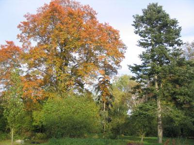 Arboretum de Verrières-le-Buisson Réserve naturelle Roger de Vilmorin