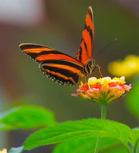 Le Tropique du Papillon