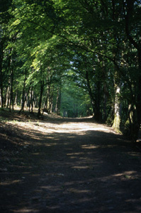 PARC DU CHÂTEAU ET JARDIN DES SENS