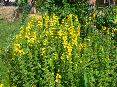 JARDIN SENSORIEL DU SITE DU NEUHOF