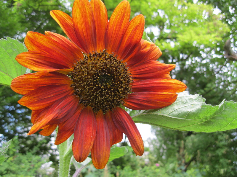 JARDIN SOUS LES CÔTES