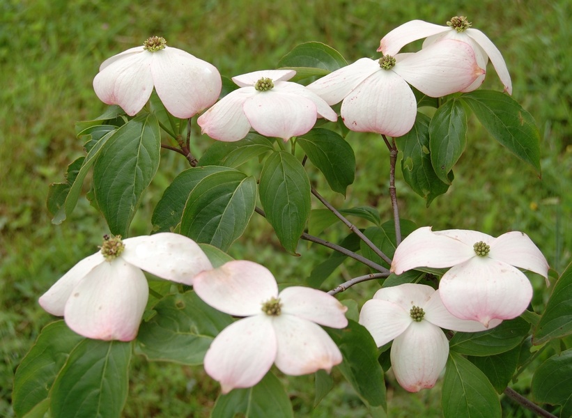 Arboretum Adeline