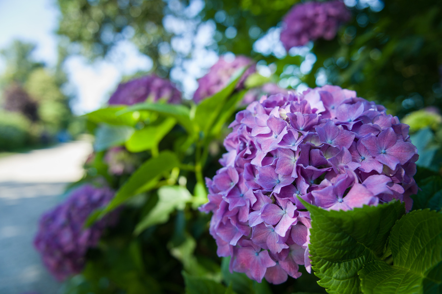 CIRCUIT DES HORTENSIAS