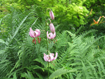 JARDIN SOUS LES CÔTES