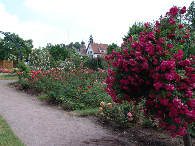 LA ROSERAIE DE SAVERNE