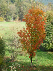 ARBORETUM DE BOISCORDE