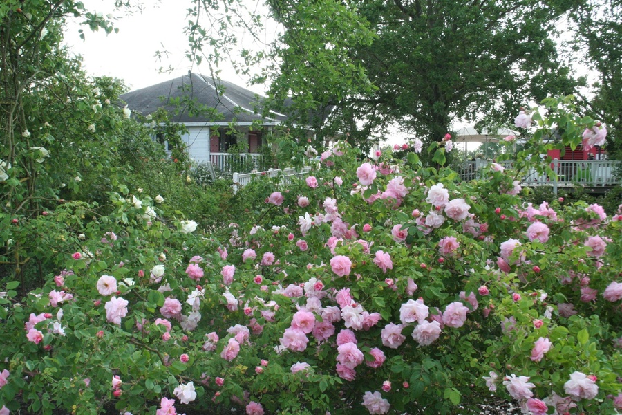 LES CHEMINS DE LA ROSE