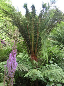 JARDIN EXOTIQUE DU KESTELLIC