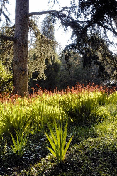 Jardin botanique de la Villa Thuret