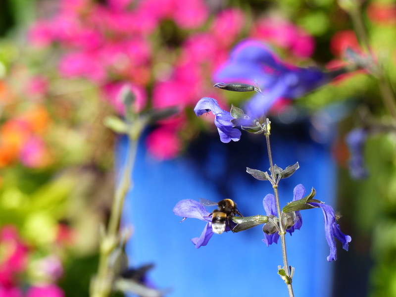 Les Jardins Secrets de Cahors