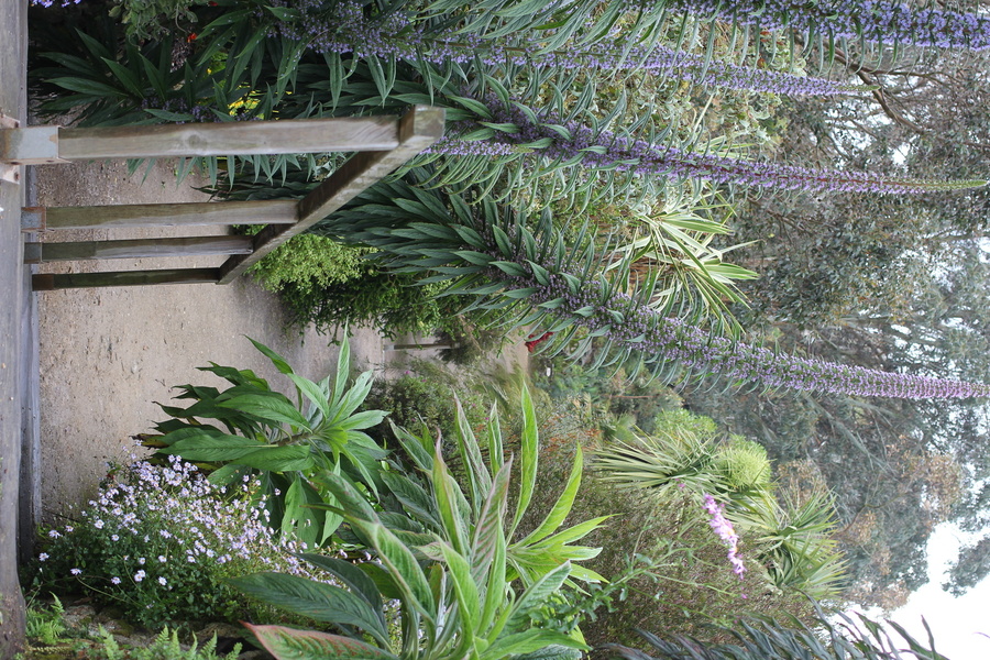 JARDIN EXOTIQUE ET BOTANIQUE DE ROSCOFF