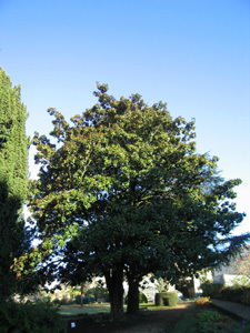 JARDIN DE LA SOCIÉTÉ D'HORTICULTURE DE NIORT