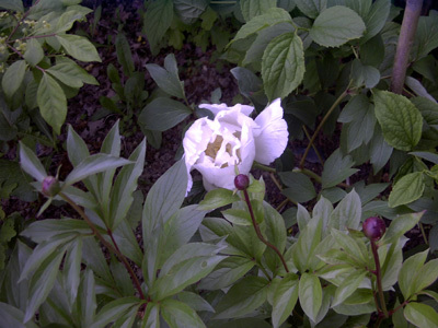 Jardins de LA MOGLAIS