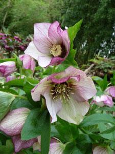 JARDIN DU CLOS DE SAINT SATURNIN