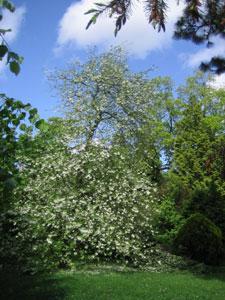 ARBORETUM VILMORIN