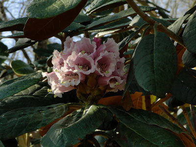 Les Jardins de Treuscoat