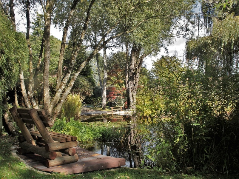 Jardin Aquatique Acorus