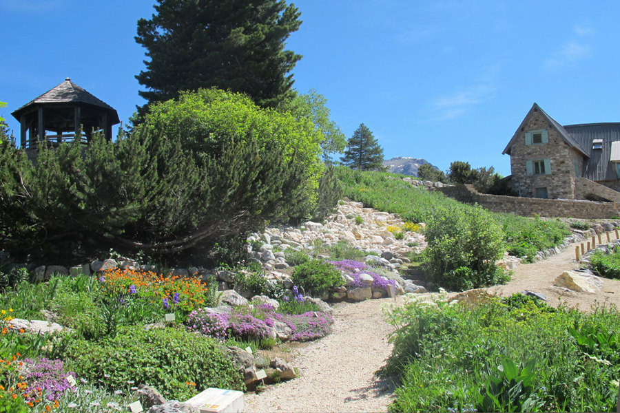 Jardin du Lautaret