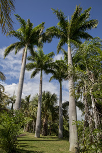 MASCARIN JARDIN BOTANIQUE DE LA RÉUNION