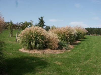 ARBORETUM DE PODESTAT