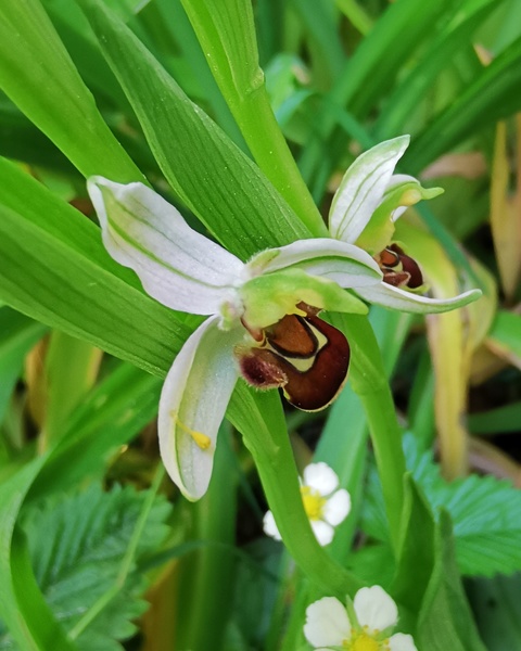 Jardin botanique de la Florendière