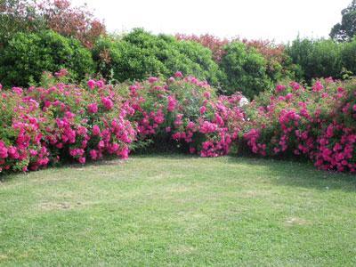 LE JARDIN DE MANOU