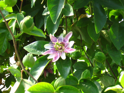 JARDINS DU DOMAINE DE LA CHAIZE