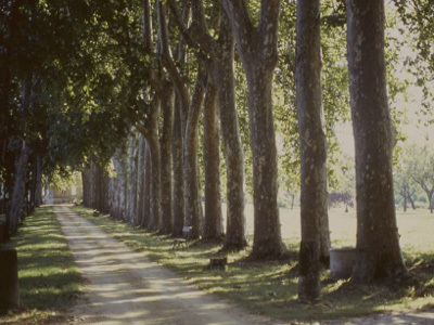 PARC ET JARDIN DE BUIS DE CAUDON