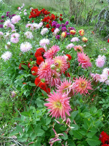 JARDIN BOTANIQUE DU VAL D'YSER