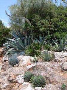 JARDIN BOTANIQUE DE NICE