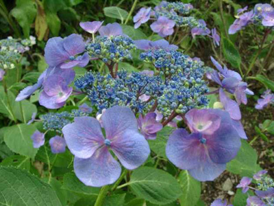 SHAMROCK COLLECTION NATIONALE D'HYDRANGEA (CCVS)