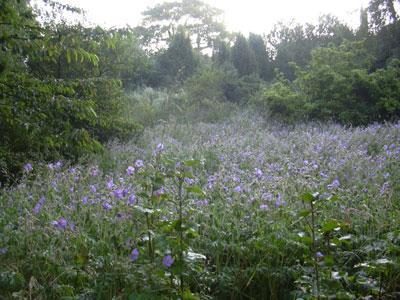 Le Jardin du Naturaliste