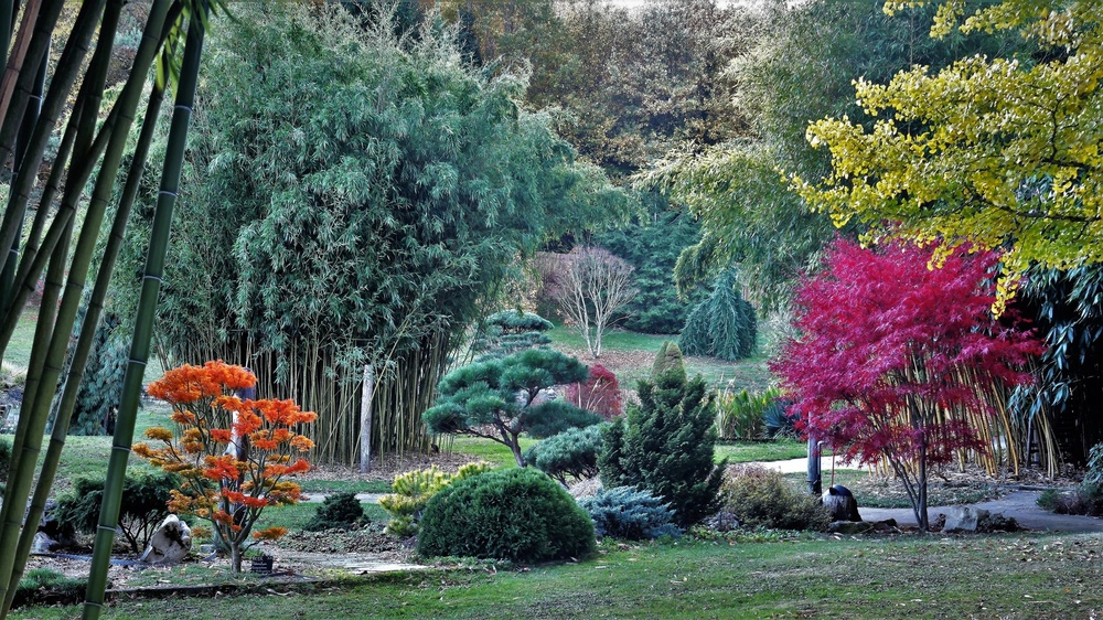 Jardin Aquatique Acorus