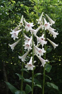 JARDIN DE BERCHIGRANGES