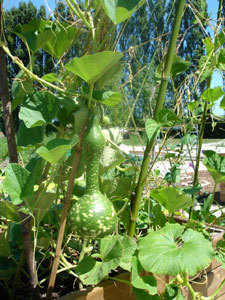 JARDIN PÉDAGOGIQUE DES ALLIVOZ