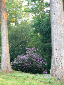 PARC ET JARDIN DE CLIVOY