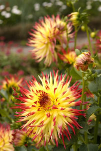 Jardin Botanique de Lyon