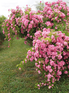 Roseraie des Pommiers