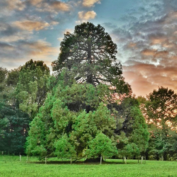 Parc du Château de Chantore