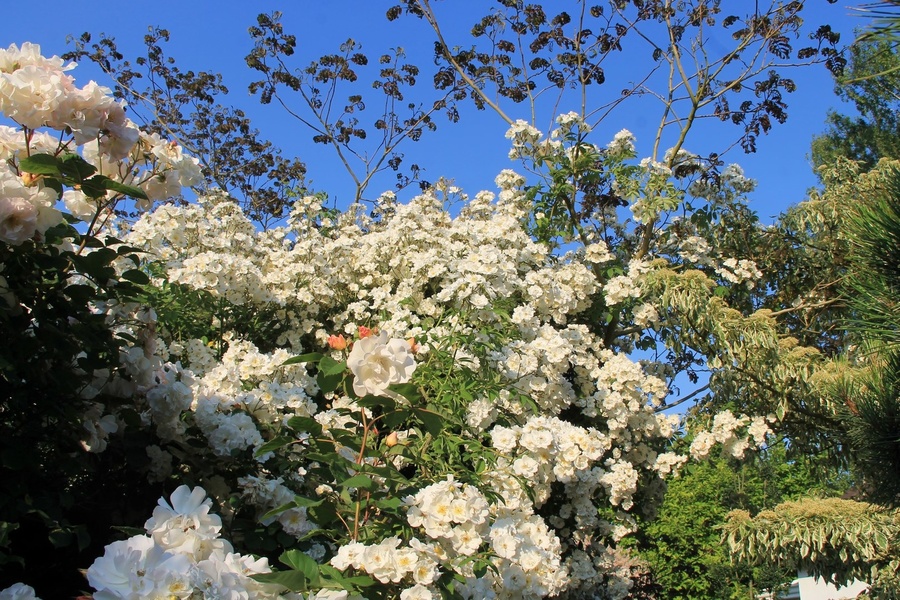 Le Jardin de Valérie