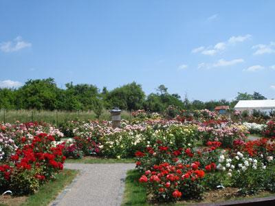 ROSERAIE DE ROSHEIM