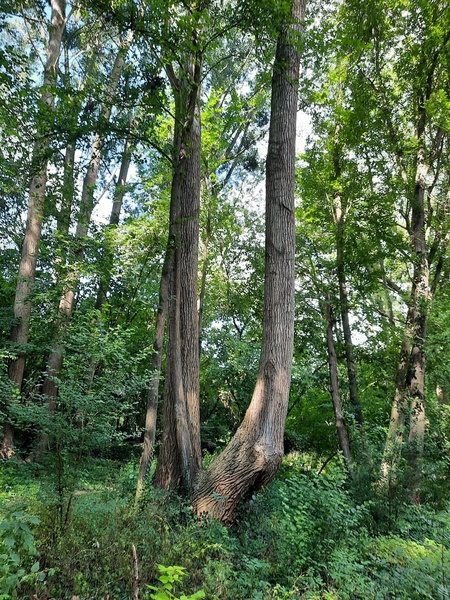 Le jardin au-delà de l'eau