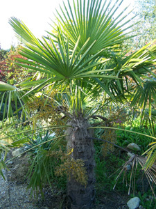 TROPICALAND La Jungle aux Dinosaures