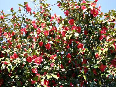 PARC FLORAL LES CAMELLIAS DE LA PRAIRIE