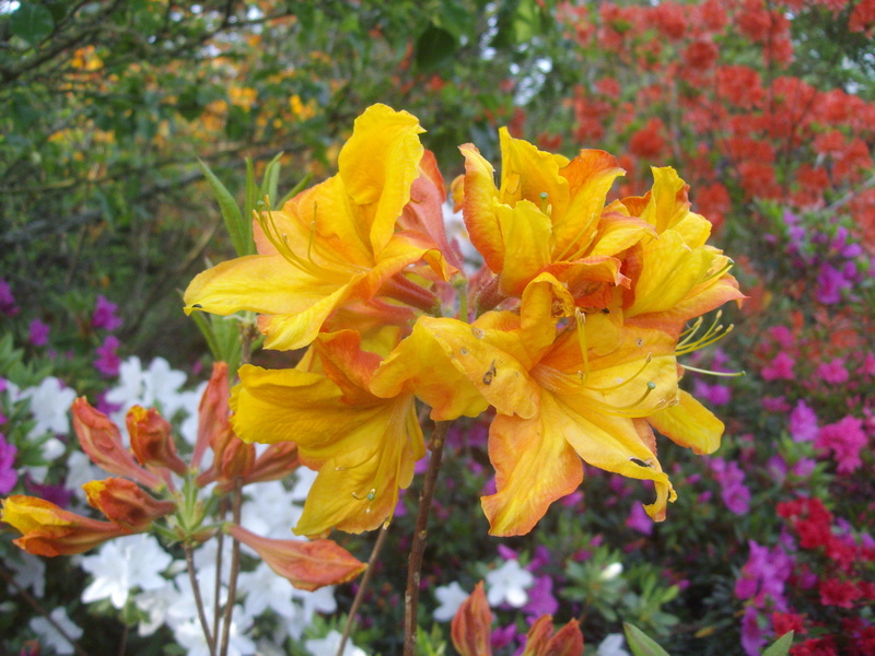 Un Jardin à Landrévarzec