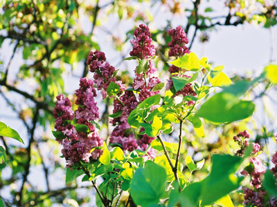 PARC DÉPARTEMENTAL DES LILAS