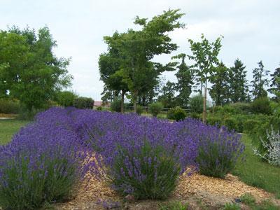 Arboretum du Val de Serre